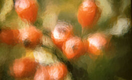 011 - hagenbutte hinter glas